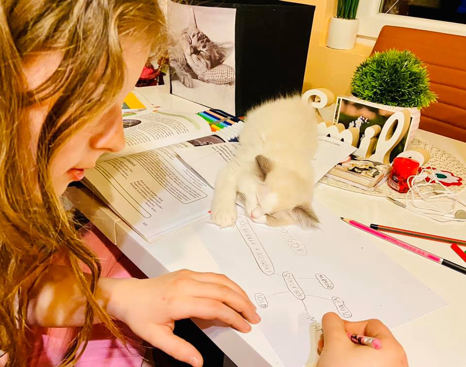 /images/Galeria/Cicák-gyerekek (Cats&Chirldren)/90601288_1085262161841477_5438678969090048000_n.jpg